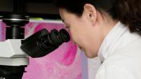 A dentist looks through a microscope.